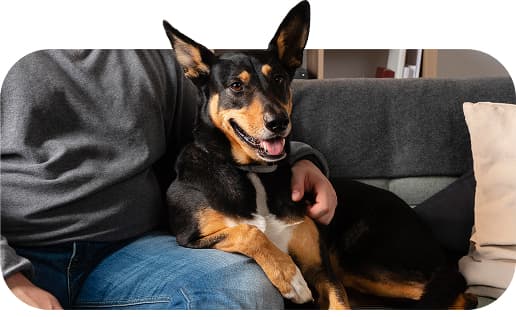 Man sitting on a couch with a black and brown emotional support dog on his lap.