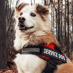 Service Animal (PSA)