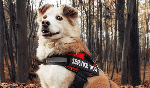 Service Animal (PSA)