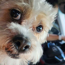 Close-up shot of a small psychiatric service dog inside a vehicle.