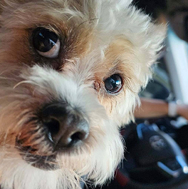Close-up shot of a small psychiatric service dog inside a vehicle.