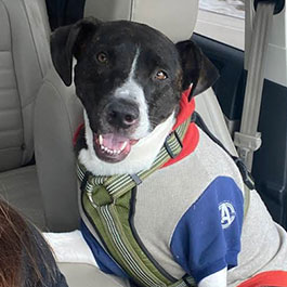 Psychiatric service dog wearing an Avengers hoodie inside a car.