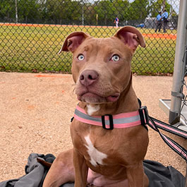 Brown emotional support dog sitting on a blanket near a field.
