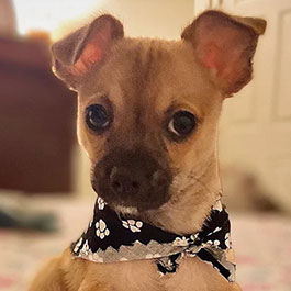 Emotional support dog wearing a black and white scarf with paw prints.
