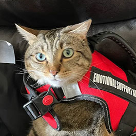 Tabby cat wearing a red psychiatric service animal vest inside a vehicle.