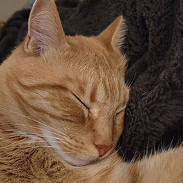 Orange emotional support cat sleeping on a black blanket.