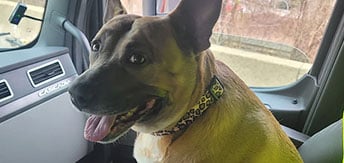 Emotional support dog sitting on a passenger's seat looking at the camera.